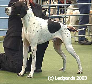 Open Dog